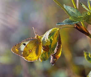 Tło, Rozmyte, Liście, Motyl, Roślina, Światło