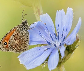 Kwiat, Niebieski, Motyl, Przestrojnik jurtina