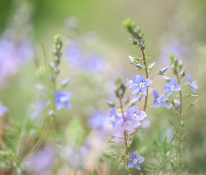 Kwiaty, Niebieskie, Przetacznik, Zbliżenie