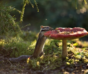 Gałązki, Grzyb, Pręgowiec, Chipmunk