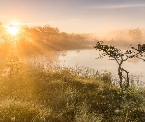 Promienie słońca, Wschód słońca, Sosna, Jezioro, Trawa, Drzewa, Mgła