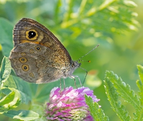 Liście, Koniczyna, Motyl, Kwiat