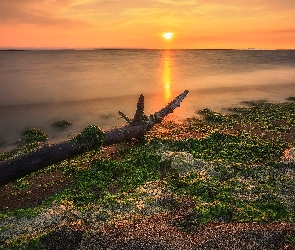 Richmond, Iona Beach Regional Park, Zachód słońca, Kanada, Wodorosty, Rzeka Fraser, Konar