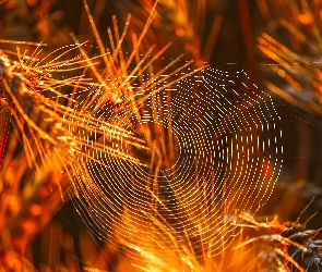 Zboże, Makro, Pajęczyna, Sieć pajęcza