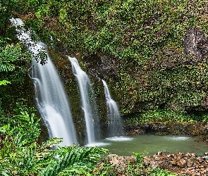 Wodospad Upper Waikani Falls, Las, Hawaje, Drzewa, Roślinność, Maui, Skały