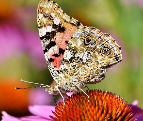 Kwiat, Rusałka osetnik, Motyl, Jeżówka