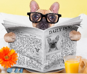 Szklanka, Kwiatek, Buldog francuski, Sok, Gazeta, Pies, Okulary