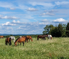 Stado, Drzewa, Łąka, Konie