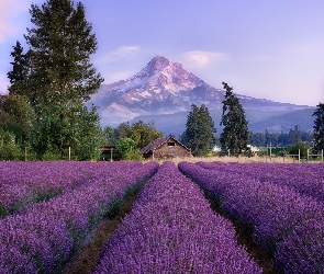 Stratowulkan Mount Hood, Miejscowość, Pole, Ogrodzenie, Hood River, Stany Zjednoczone, Lawenda, Stan Oregon, Góry, Drzewa, Dom