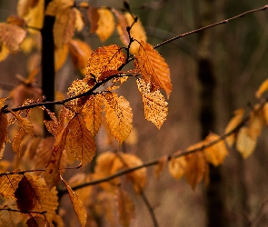Gałązki, Liście, Jesienne, Rozświetlone