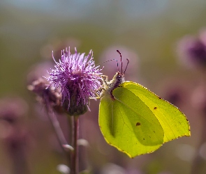 Ostrożeń polny, Kwiat, Motyl, Latolistek cytrynek