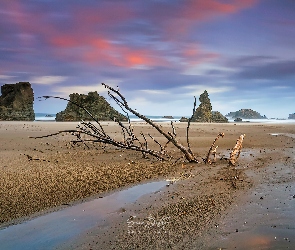 Morze, Gałąź, Piasek, Skały, Plaża