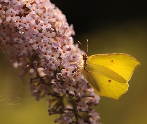 Latolistek cytrynek, Budleja, Motyl