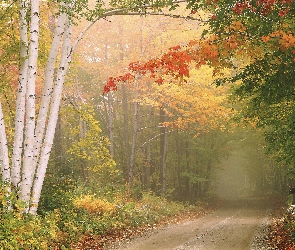 Droga, Mgła, Las, Jesień, Brzozy, Drzewa