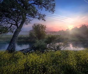 Mgła, Kwiaty, Rzeka Istra, Żółte, Obwód moskiewski, Drzewa, Rosja, Wschód słońca