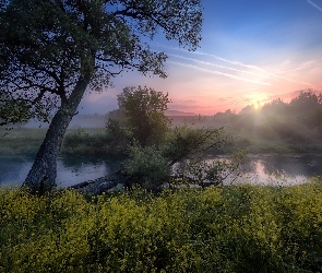 Żółte, Mgła, Rzeka Istra, Rosja, Wschód słońca, Kwiaty, Obwód moskiewski, Drzewa