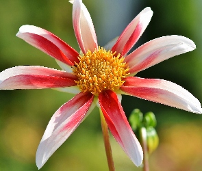 Kwiat, Zbliżenie, Dalia, Czerwono-biała
