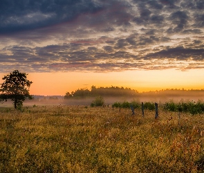 Ogrodzenie, Trawa, Mgła, Świt, Łąka, Drzewa