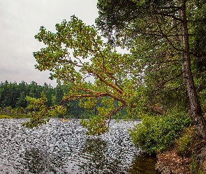 Jezioro, Las, Drzewa, Łódka