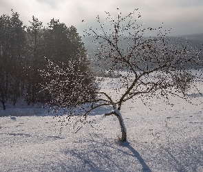 Zima, Mgła, Drzewa