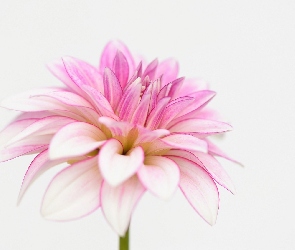 Kwiat, Dalia, Biało-różowa