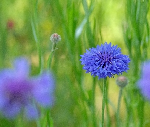 Niebieski, Rozmyte tło, Chaber, Kwiat