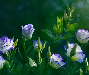Kwiaty, Eustoma wielkokwiatowa