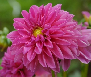 Różowa, Dalia, Kwiat