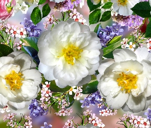 Kwiaty, Grafika, Białe, Róże, Trzy