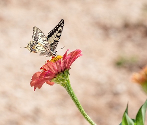 Motyl, Cynia, Kwiat, Paź królowej