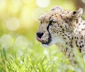 Jęzor, Trawa, Gepard