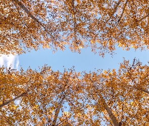 Drzewa, Jesień, Niebo, Topole osikowe