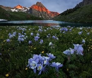 Góry San Juan Mountains, Stany Zjednoczone, Orlik niebieski, Orlik błękitny, Stan Kolorado, Kwiaty, Góra Sneffels, Jezioro Blue Lake, Łąka