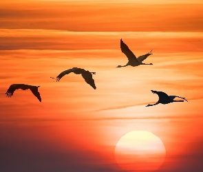 Grafika, Ptaki, Zachód słońca