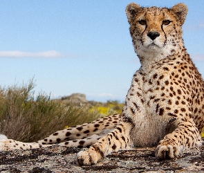 Gepard, Niebo