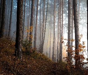 Las, Jesień, Poranek, Mgła, Ścieżka