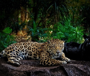 Czarna pantera, Grafika 2D, Skała, Jaguar