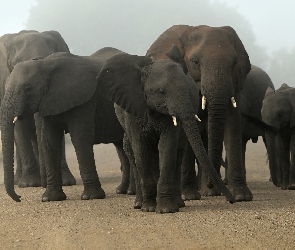 Słonie, Droga