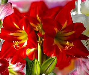 Amarylis, Grafika, Kwiaty