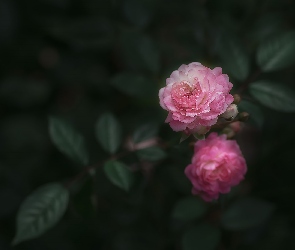 Dwie, Ciemne tło, Róże, Liście, Różowe