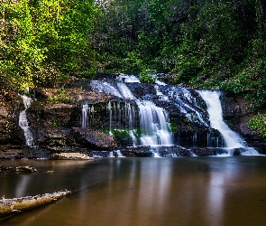 Las, Wodospad Panther Creek Falls, Stany Zjednoczone, Waszyngton