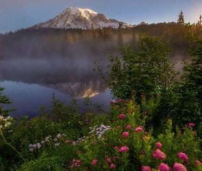Góra, Mgła, Jezioro Reflection Lake, Park Narodowy Mount Rainier, Stany Zjednoczone, Kwiaty, Drzewa, Stan Waszyngton, Szczyt Mount Rainier