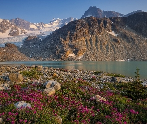 Jezioro Wedgemount, Śnieg, Góry, Kamienie, Kolumbia Brytyjska, Kwiaty, Kanada, Park prowincjonalny Garibaldi