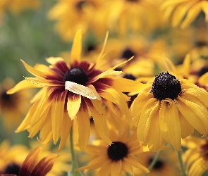 Żółte, Kwiaty, Rudbekie