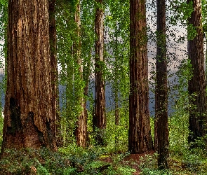 Pnie, Drzewa, Las, Stany Zjednoczone, Park Narodowy Redwood, Paprocie, Kalifornia, Sekwoje