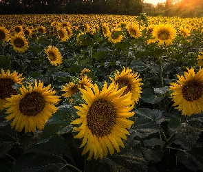 Słoneczniki, Słoneczników, Pole