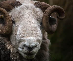 Herdwick, Rogi, Owca