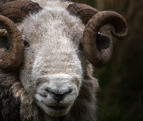 Owca, Rogi, Herdwick