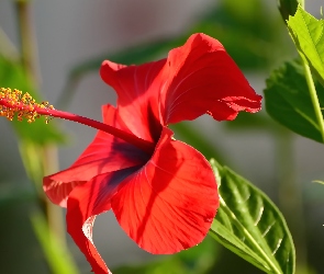 Kwiat, Liście, Hibiskus, Czerwony