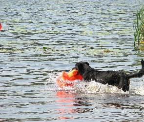 Owczarek francuski Beauceron, woda